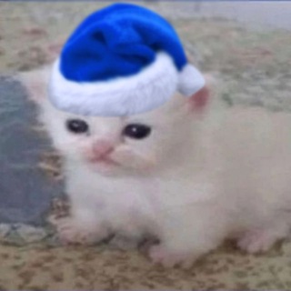 Telegram Channel logo meowkyit. Free Telegram Channel Analytics