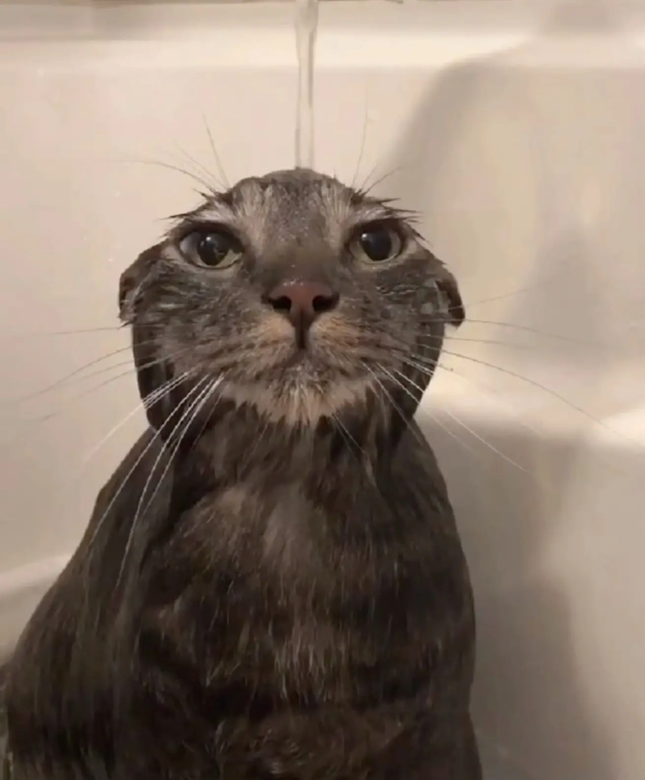 Логотип Телеграм канала club199863183. Бесплатная аналитика Telegram каналов