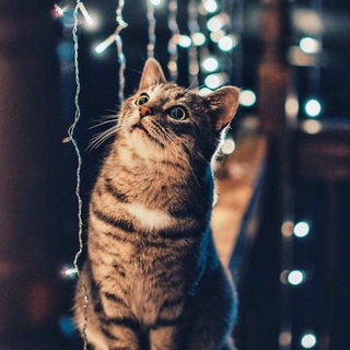 Логотип Телеграм канала tg_myloveyou. Бесплатная аналитика Telegram каналов