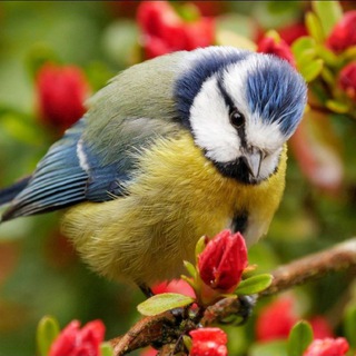 Telegram Channel logo only_park. Free Telegram Channel Analytics