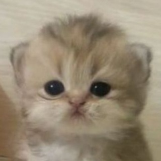 Логотип Телеграм канала . Бесплатная аналитика Telegram каналов