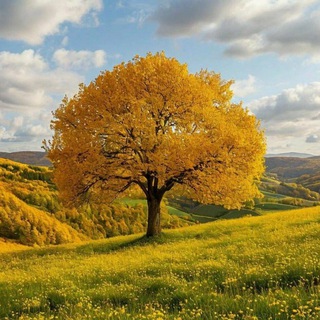 Логотип Телеграм канала +rhGY10HIvpE4ZmQ6. Бесплатная аналитика Telegram каналов