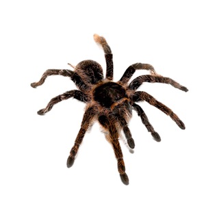 Telegram Channel logo +soZbj9-WpP5mOGUy. Free Telegram Channel Analytics