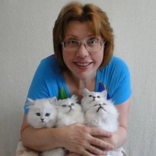 Telegram Channel logo kotved. Free Telegram Channel Analytics