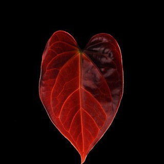 Логотип Телеграм канала . Бесплатная аналитика Telegram каналов