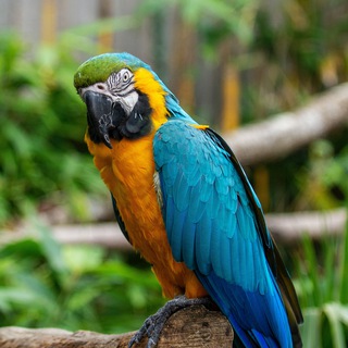 Логотип Телеграм канала Verified_Quiz_NeetUg. Бесплатная аналитика Telegram каналов