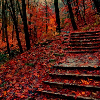 Telegram Channel logo Law of Torts. Free Telegram Channel Analytics