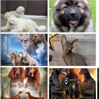 Telegram Channel logo sobakakoshka. Free Telegram Channel Analytics