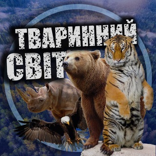 Telegram Channel logo +RdWtdzdT_jY4MDUy. Free Telegram Channel Analytics