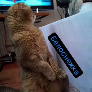 Логотип Телеграм канала ffold. Бесплатная аналитика Telegram каналов