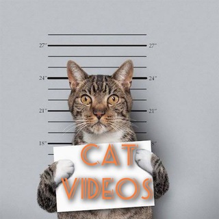 Telegram Channel logo . Free Telegram Channel Analytics