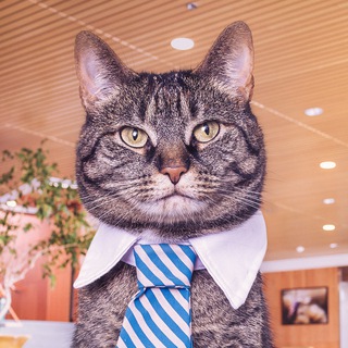 Telegram Channel logo projectmemes. Free Telegram Channel Analytics