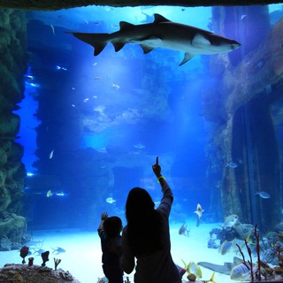 Telegram Channel logo yarkie_budni. Free Telegram Channel Analytics