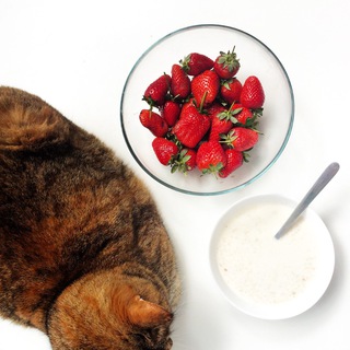 Логотип Телеграм канала . Бесплатная аналитика Telegram каналов