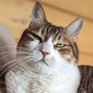 Логотип Телеграм канала . Бесплатная аналитика Telegram каналов