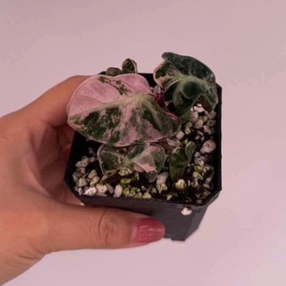 Логотип Телеграм канала . Бесплатная аналитика Telegram каналов