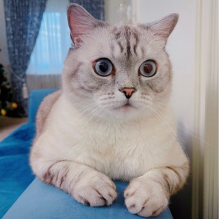 Логотип Телеграм канала . Бесплатная аналитика Telegram каналов