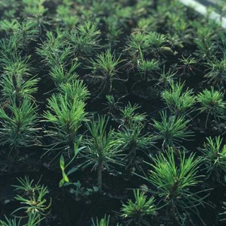 Логотип Телеграм канала . Бесплатная аналитика Telegram каналов