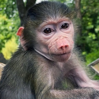 Логотип Телеграм канала lucy_stepa. Бесплатная аналитика Telegram каналов