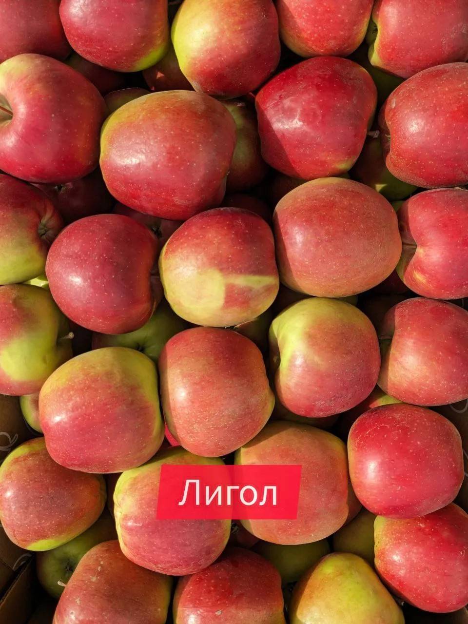 Лигол