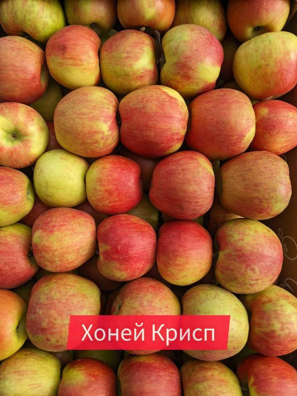 Хани Крисп