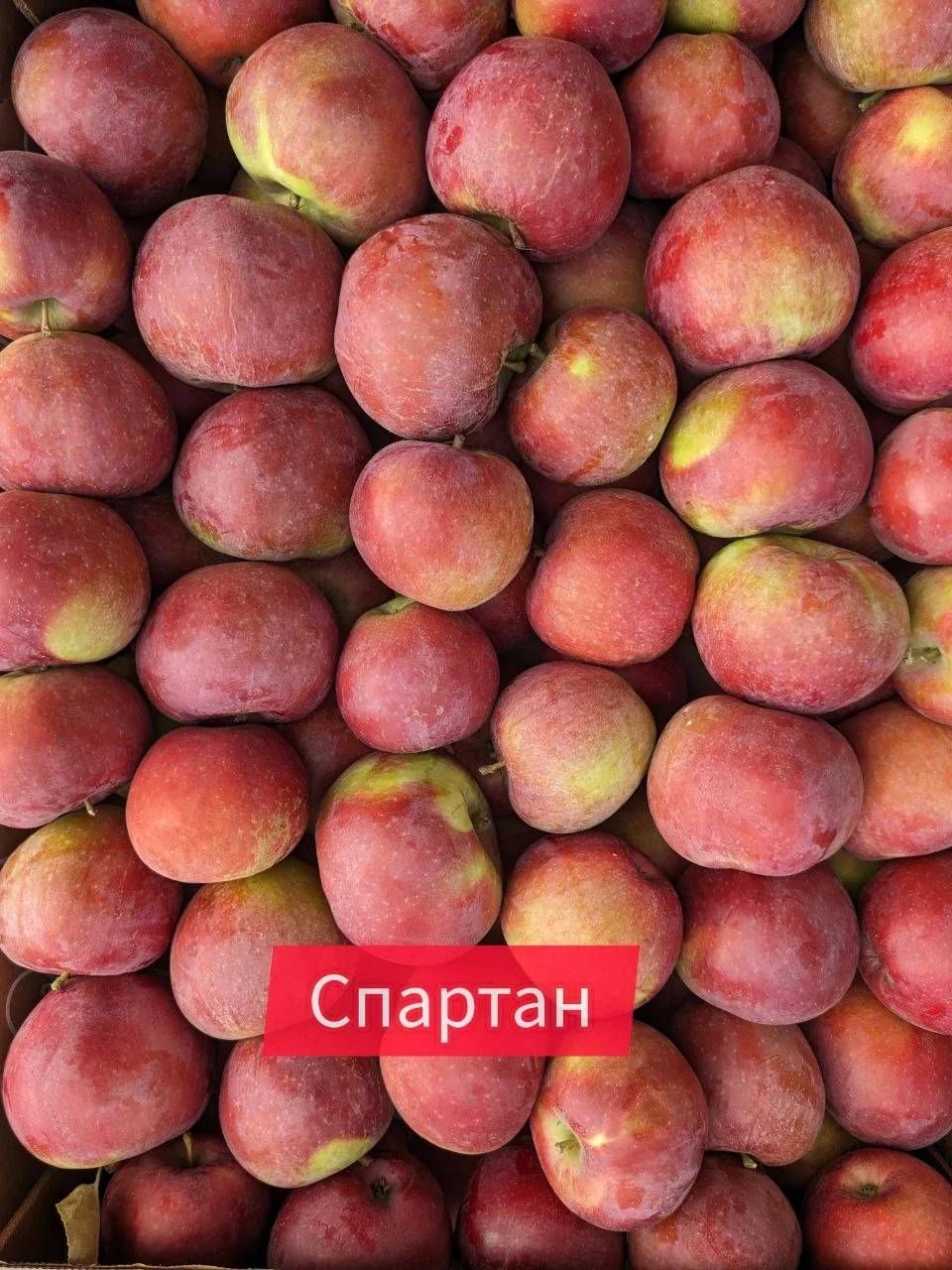 Спартан