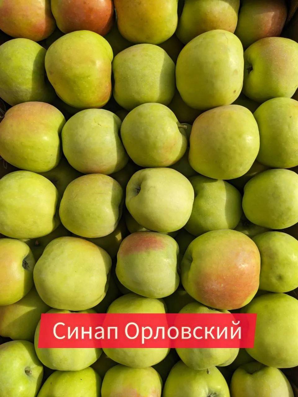 Синап орловский