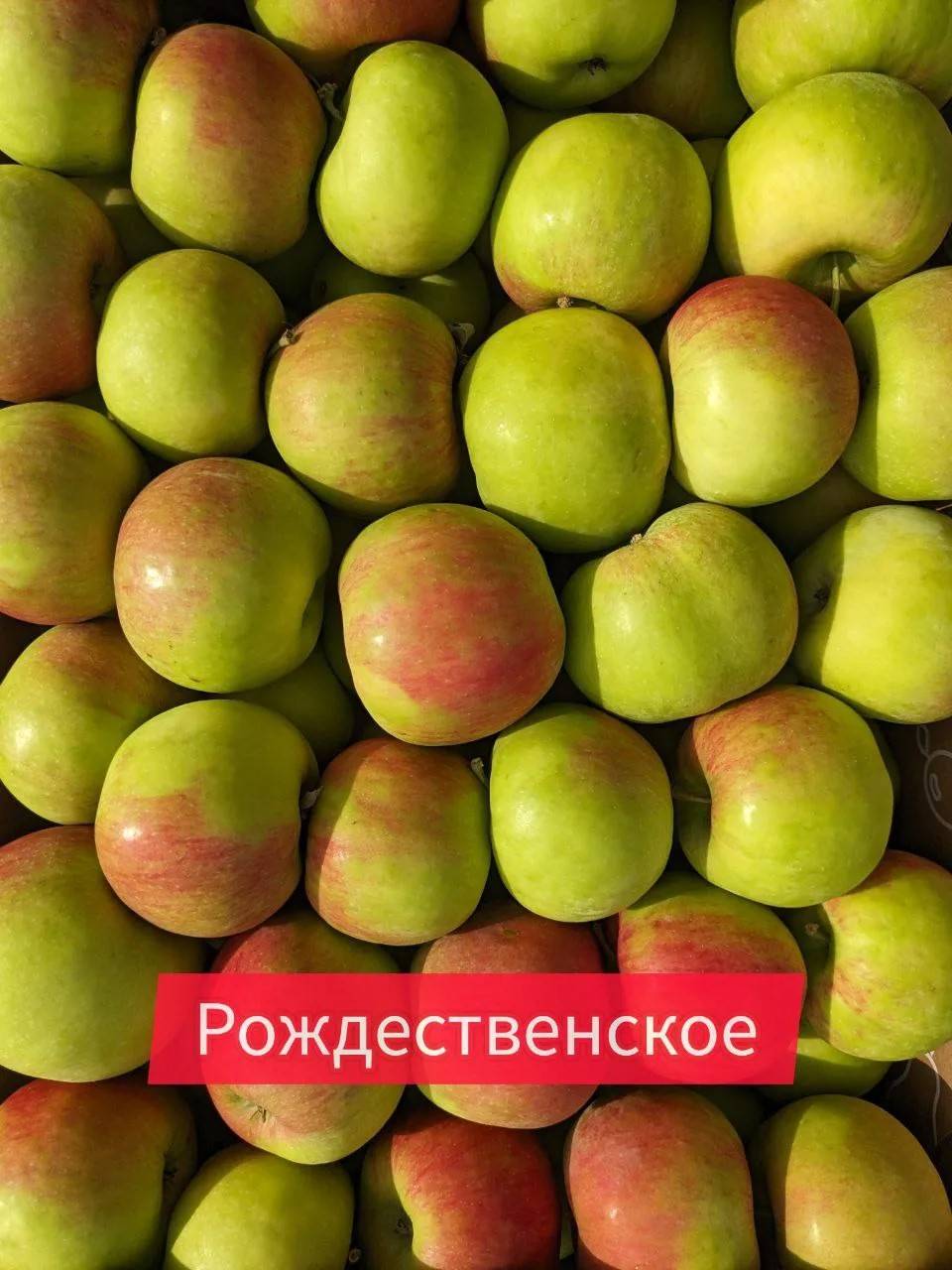 Рождественское