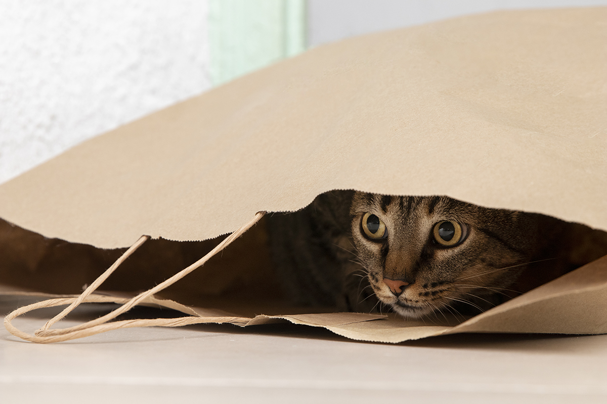 Word story – let the cat out of the bag