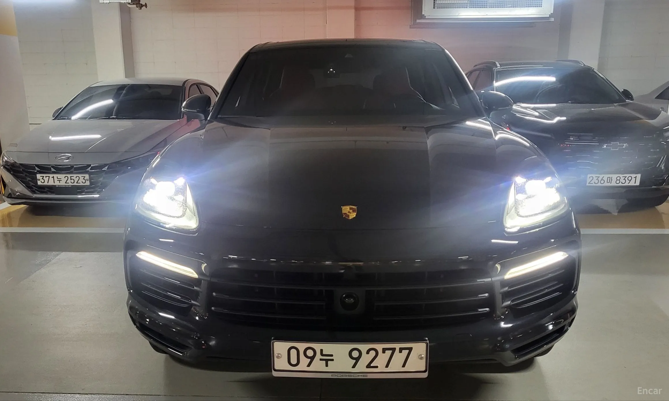 Cayenne (PO536)
