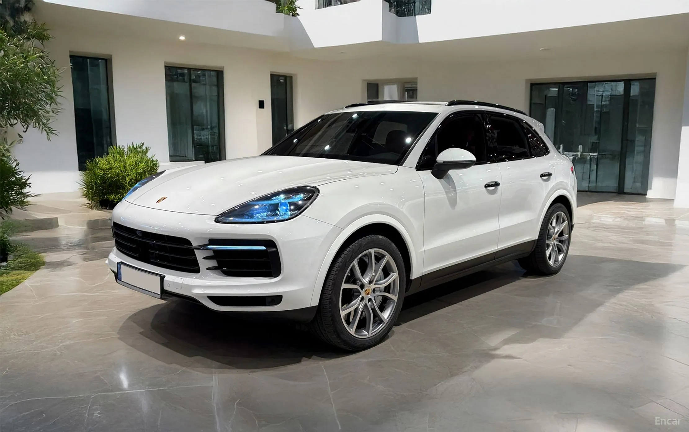 Cayenne (PO536)