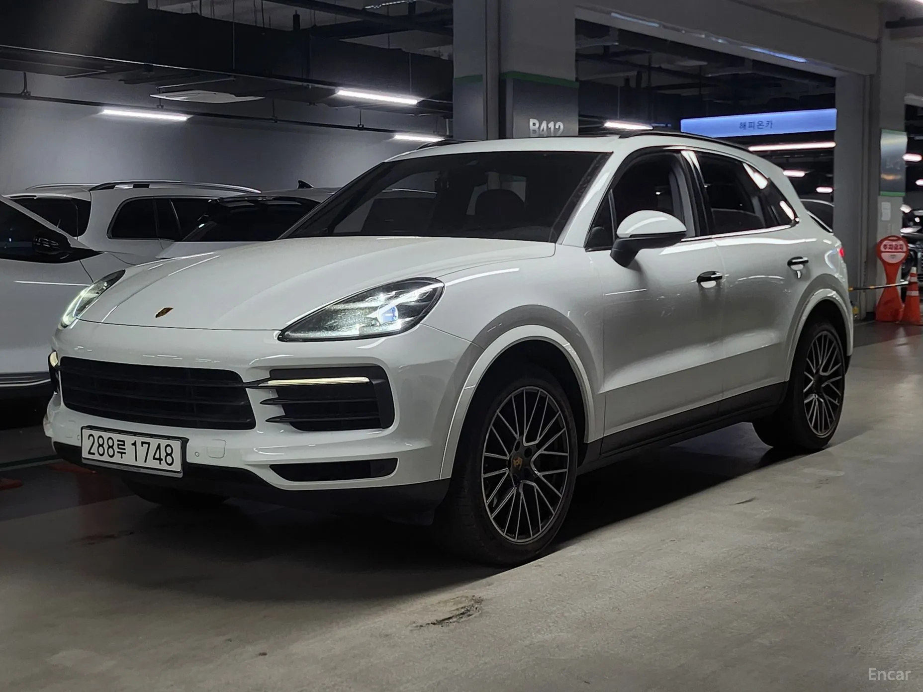 Cayenne (PO536)