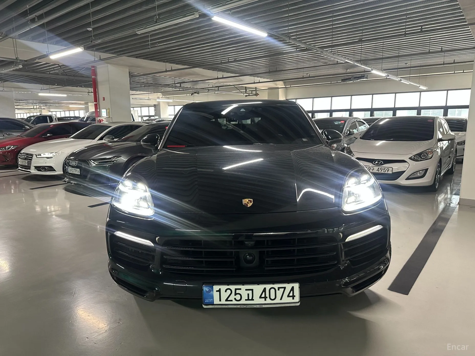 Cayenne (PO536)