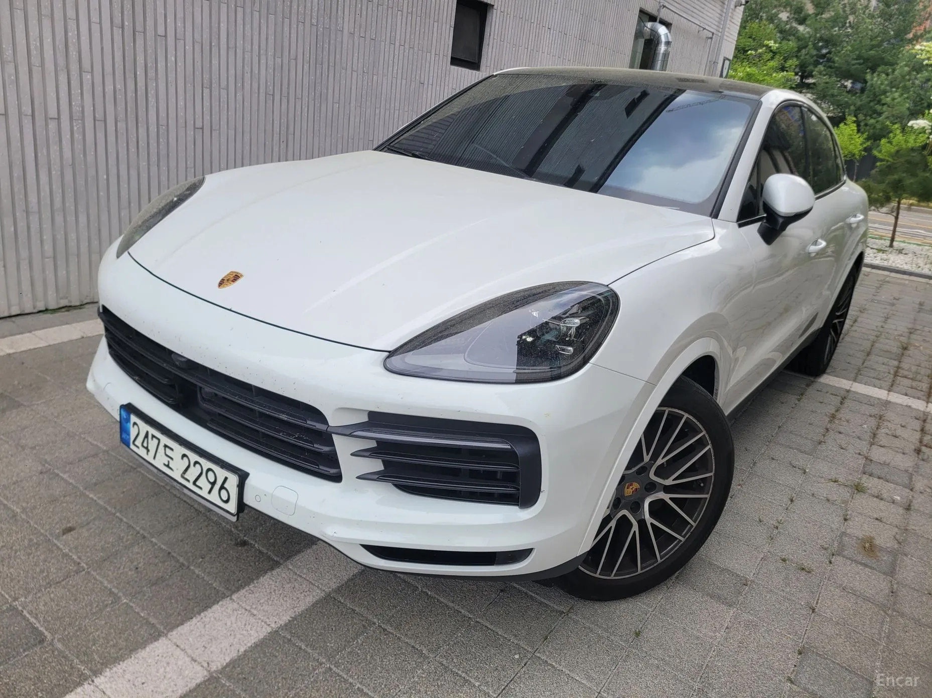 Cayenne (PO536)