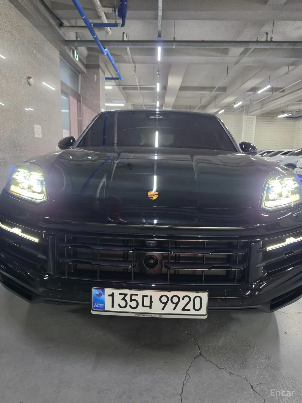 Cayenne (PO536)