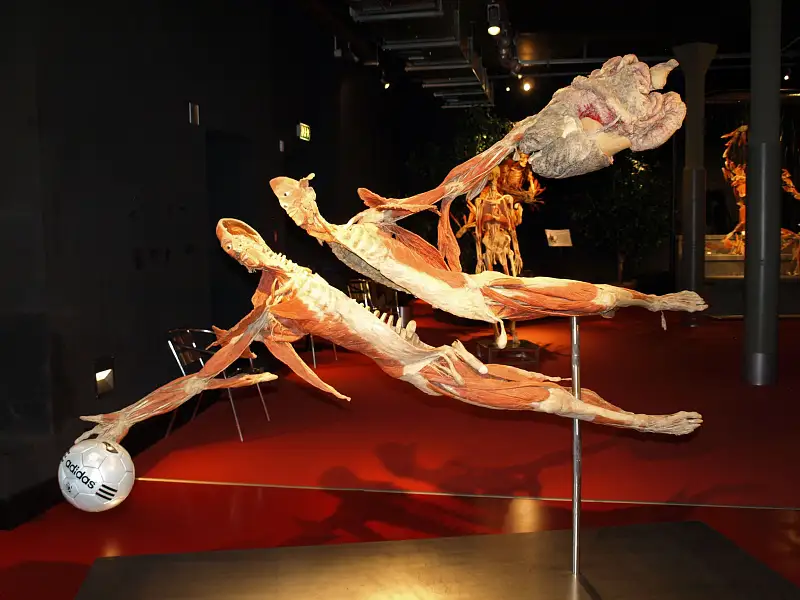 Plastinarium_1 (2).jpg