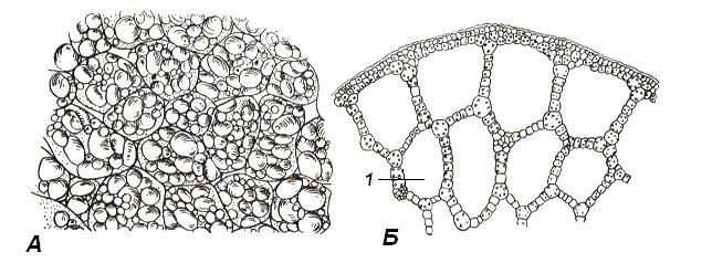 Запасающая паренхима клубня картофеля. Запасающая паренхима ткань растений. Клетки запасающей ткани растений. Запасающая паренхима строение.