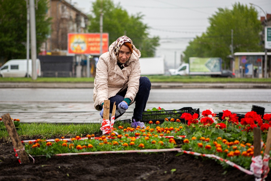 Цветов новосибирск. Клумбы Новосибирска. Клумбы цветов в Новосибирске. Красивые клумбы Новосибирска. Цветочные клумбы Новосибирска 2022.