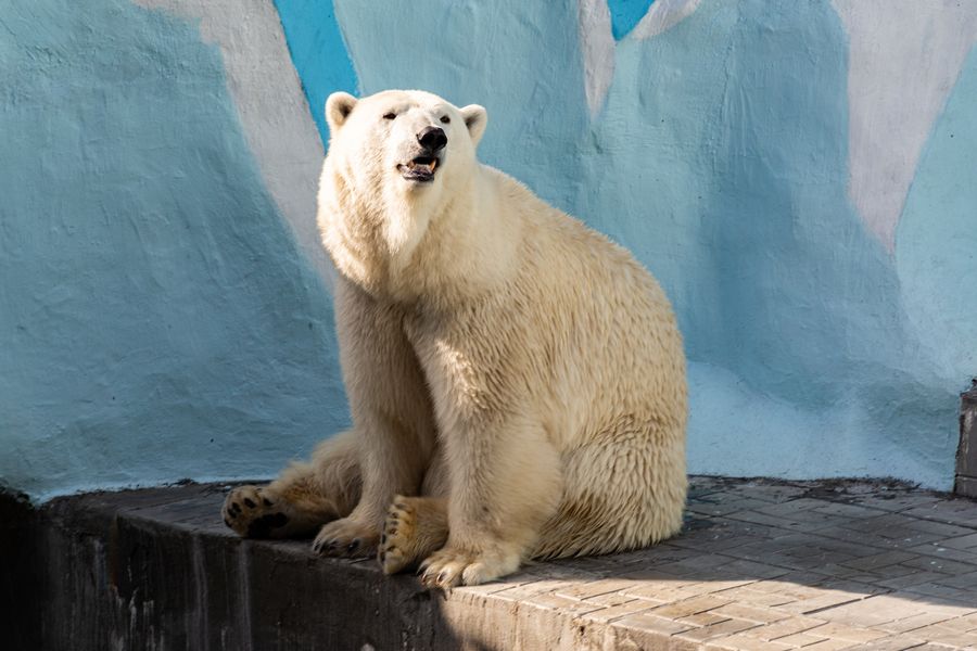 Фото Перезимовали: в Новосибирском зоопарке животные радуются весне 40