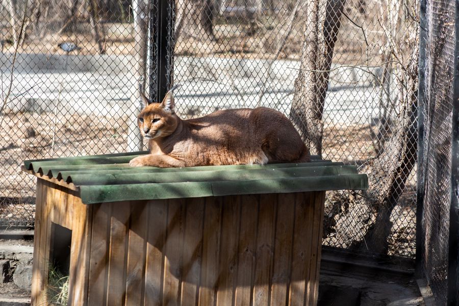 Фото Перезимовали: в Новосибирском зоопарке животные радуются весне 49