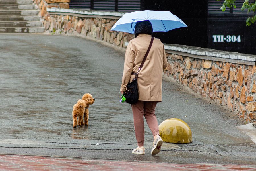 Фото «У природы нет плохой погоды»: проливные дожди пришли в Новосибирск на неделю 19
