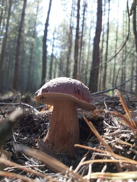Фото «Вывозят вёдрами»: новосибирцы хвастаются богатым урожаем грибов 2