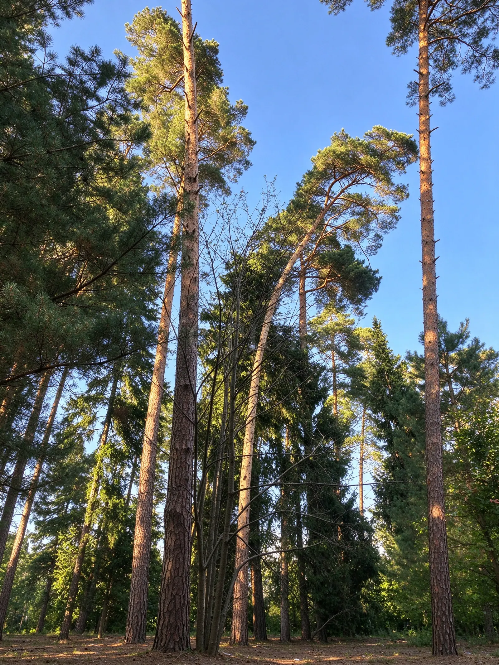 Загородный дом