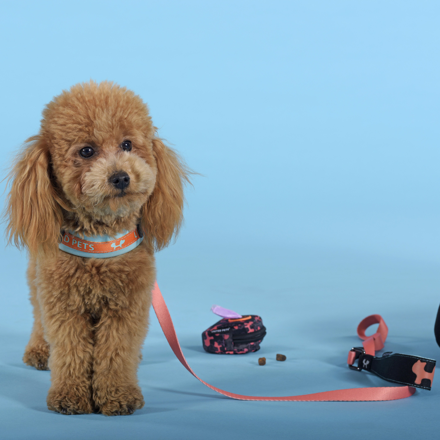 Шлейка United Pets для собак Complete me 1,5 x 34-42 см, голубая с оранжевым СКИДКА 30%