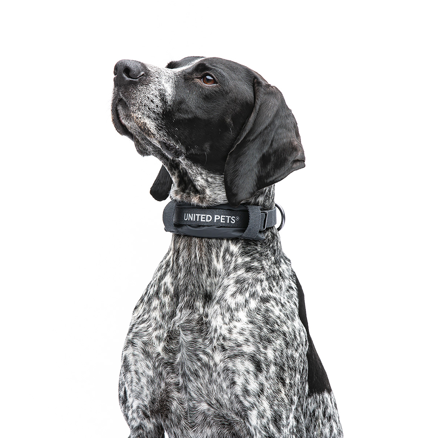 Ошейник United Pets с мягкой подкладкой для собак Citylife S 15 x 30-40 см черный