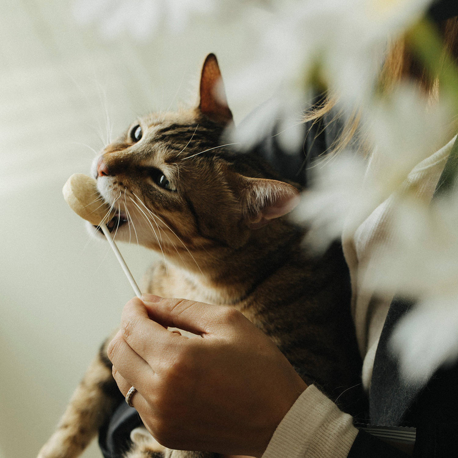 Лакомство Ranova для кошек сублимированное на палочке микс вкусов: козье молоко*3; клюква*3; тыква*3; черника*3; ячмень*3, 1,4 г х 15 шт