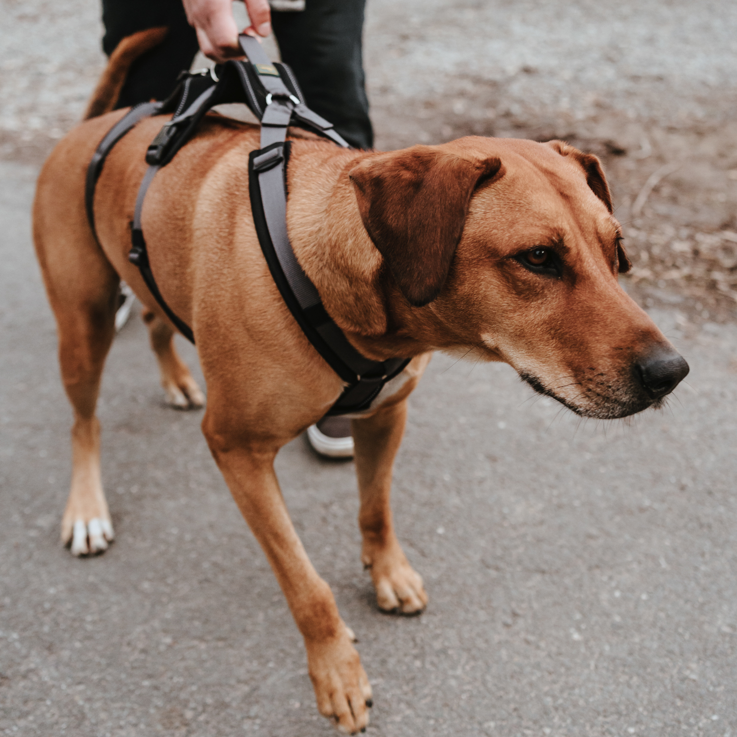 Hunter шлейка для собак Safety Maldon S-M (46-82 / 47-69 / 2 см) с ручкой, нейлон, черный/серый СКИДКА 50%