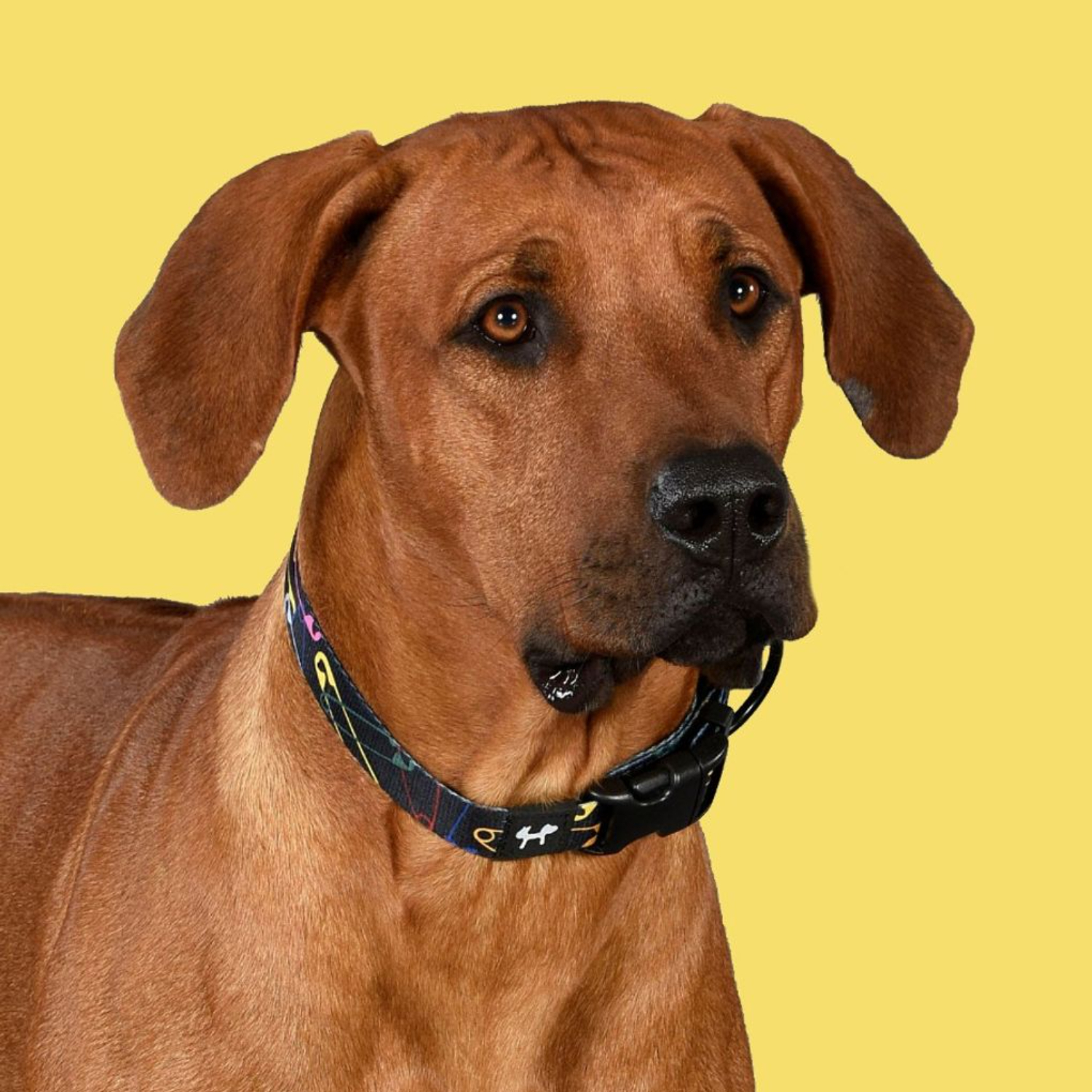 Ошейник United Pets для собак Complete me XS 10 x 180/300mm, черный с разноцветными булавками