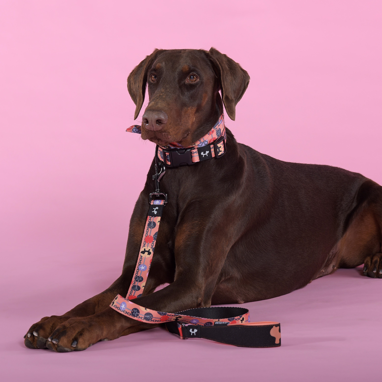 Ошейник United Pets для собак Complete me Forever L 43-73/2,5 см, оранжевый с рисунком СКИДКА 30%