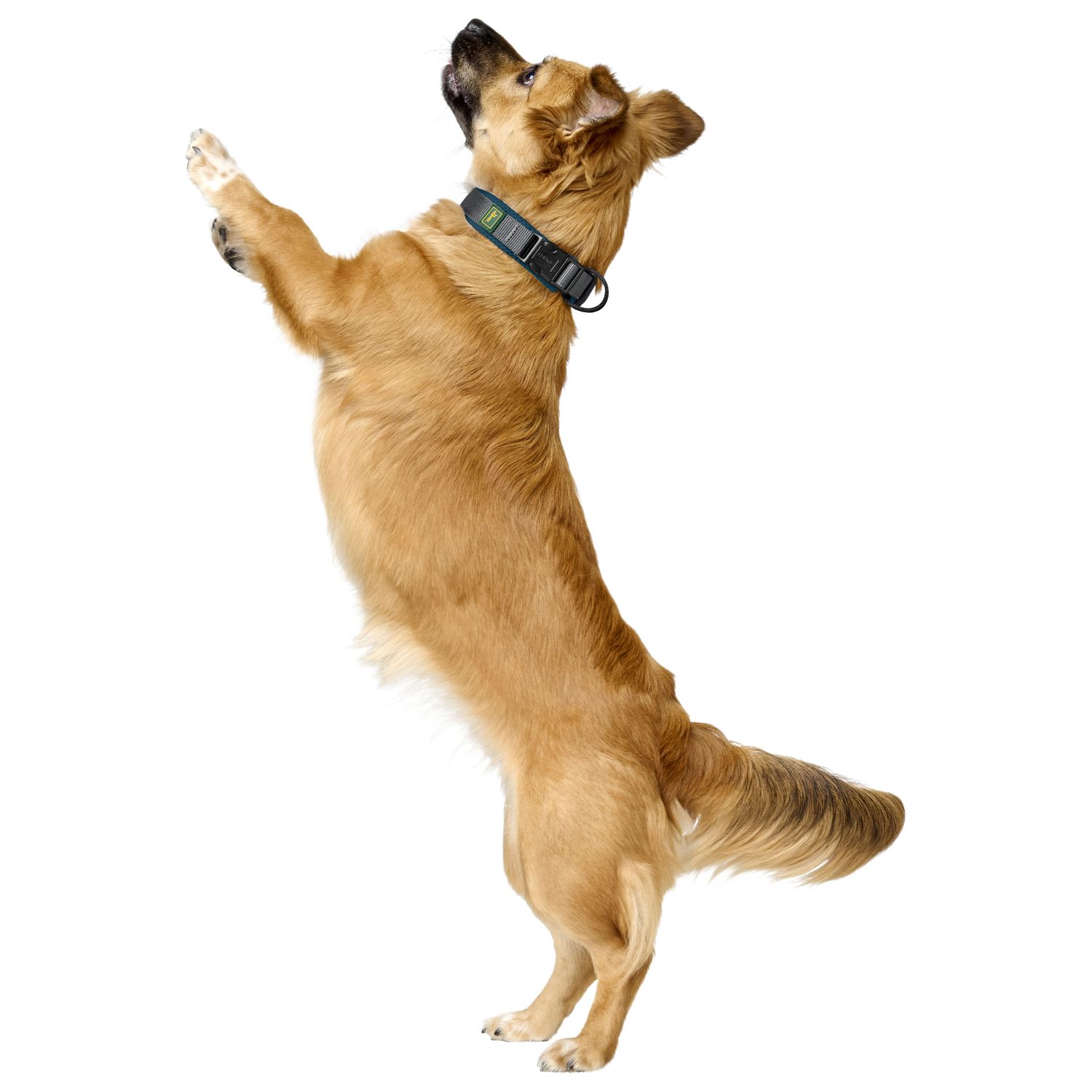 Ошейник Hunter Maldon для собак 25-35 см, размер XS-S, бирюзовый/серый